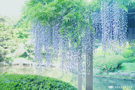Wisteria Flower