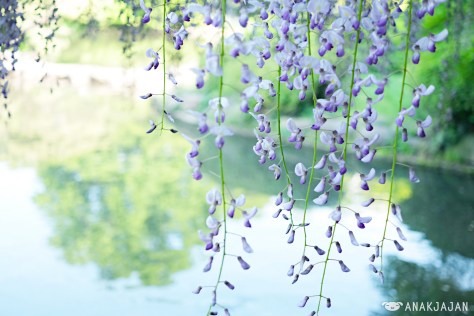 Wisteria Flower