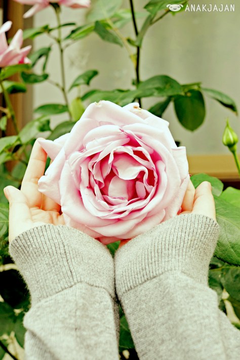 Spring = flower everywhere