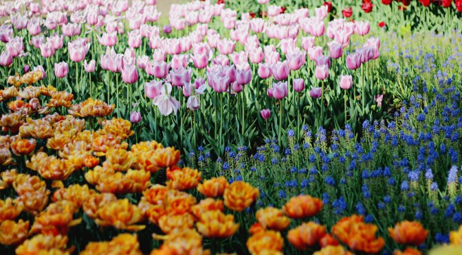 [JAPAN] Spring Memories at Showa Kinen Park – Tachikawa Tokyo