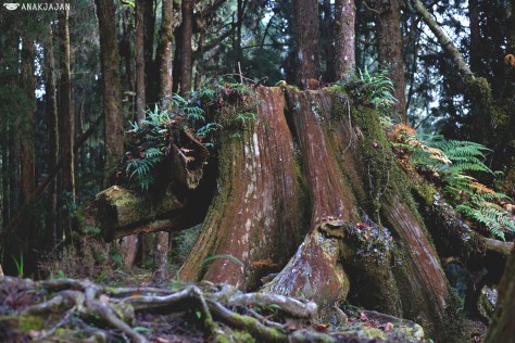 boar-shaped tree stump