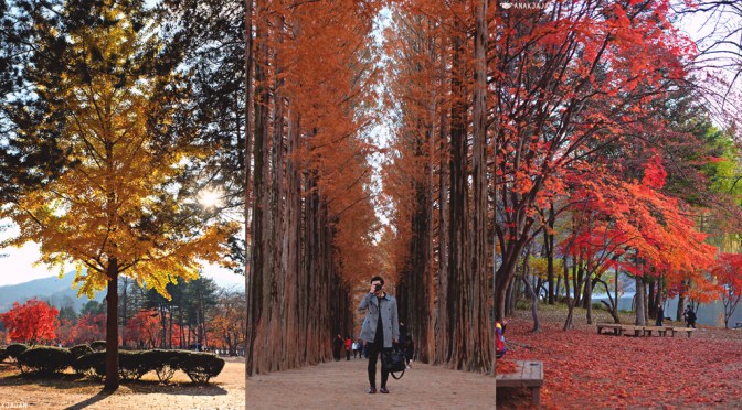 [KOREA] NAMI ISLAND (NAMISEOM) – Travel Guide