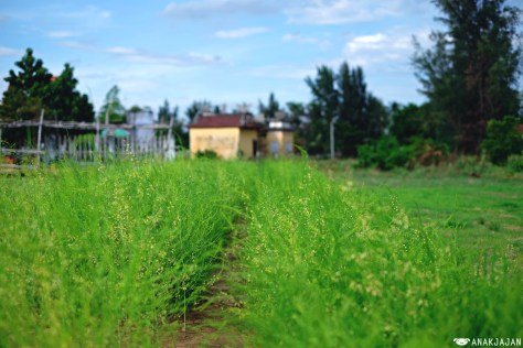 dscf7076vietnamvietnam