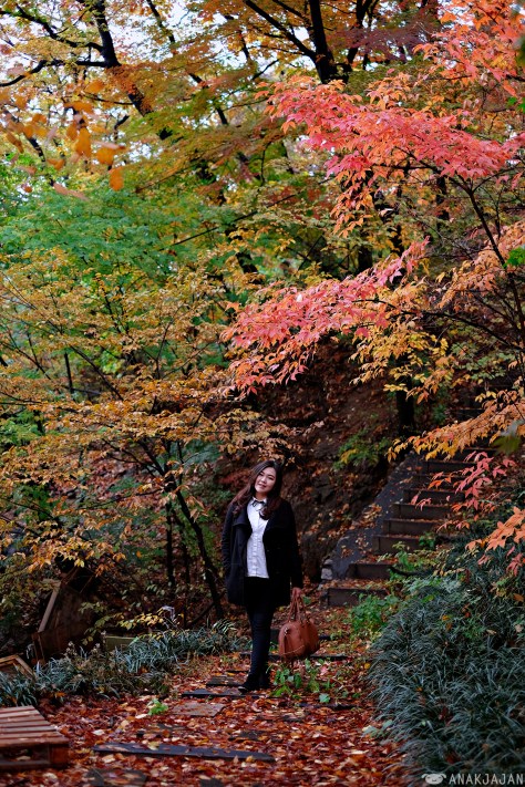korea autumn