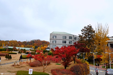 korea autumn