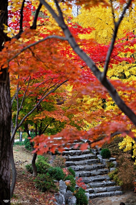 korea autumn