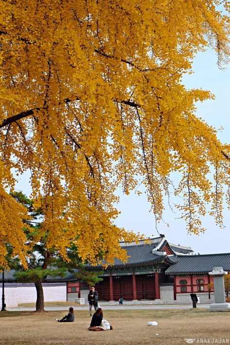 korea autumn