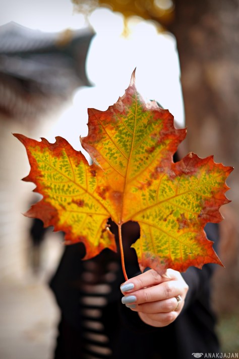 korea autumn
