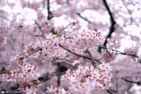 japan sakura