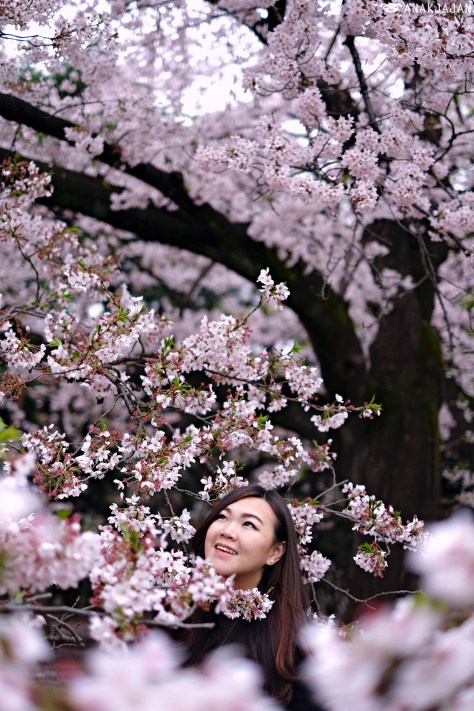 sakura forecast 2017