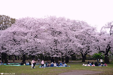 japan sakura