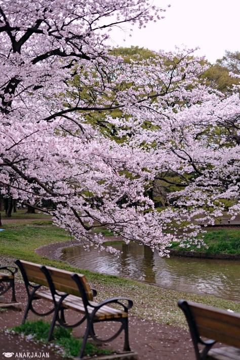 japan sakura