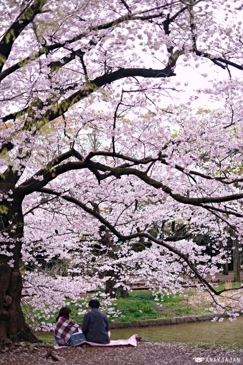 japan sakura