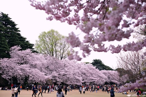 japan sakura