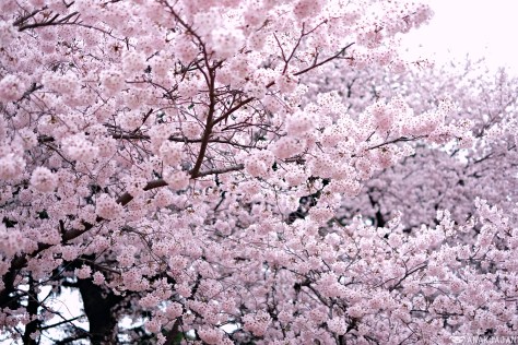 sakura forecast 2017