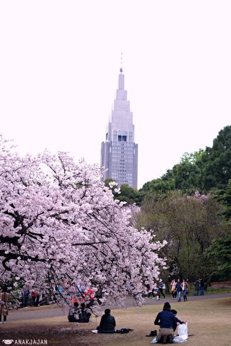 japan sakura