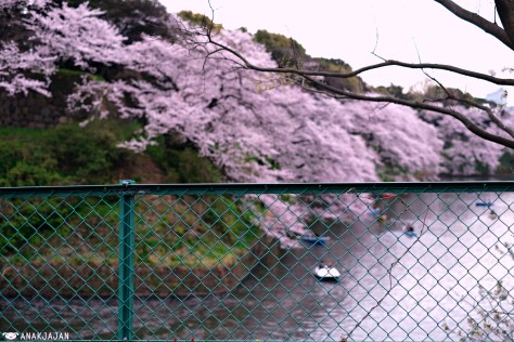 japan sakura