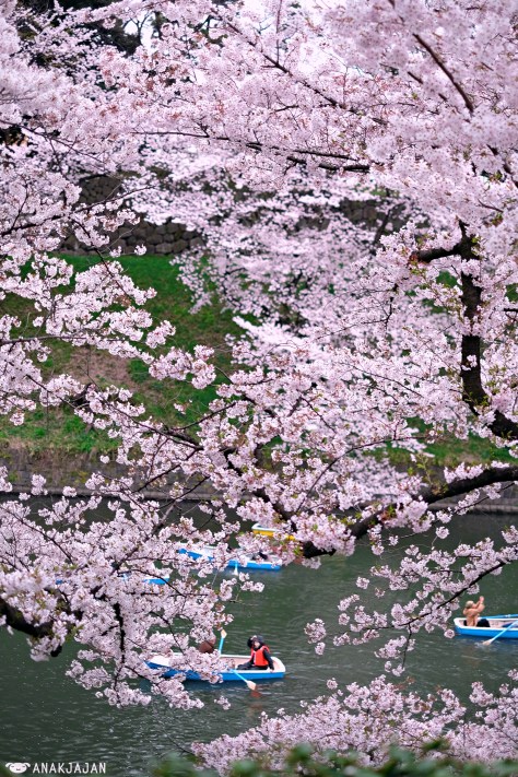 sakura forecast 2017