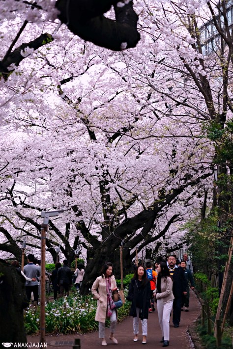 japan sakura