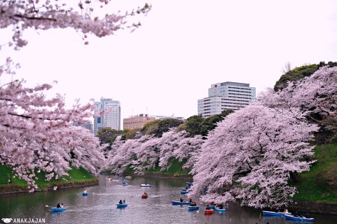 japan sakura