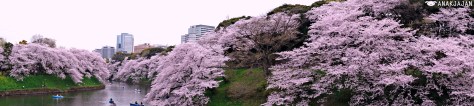 japan sakura