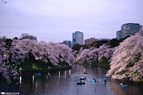 japan sakura