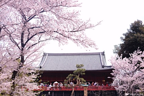 japan sakura
