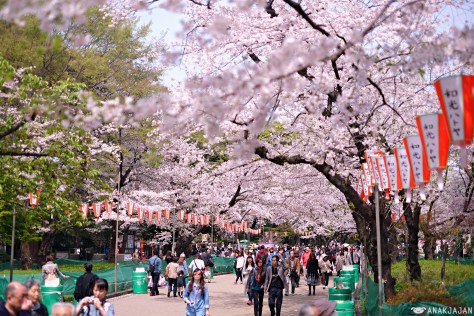 japan sakura