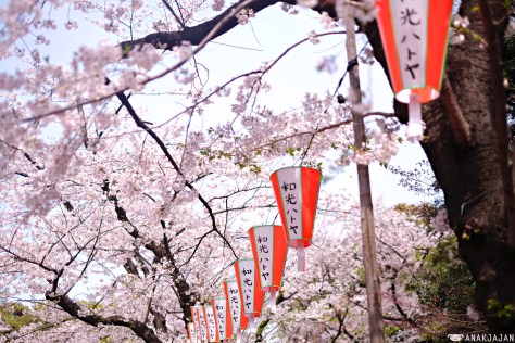 japan sakura