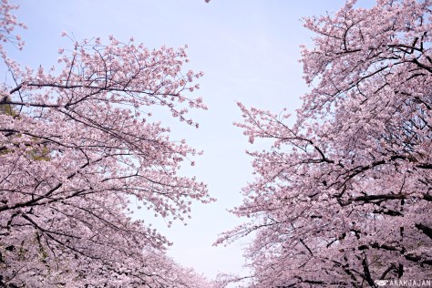 japan sakura