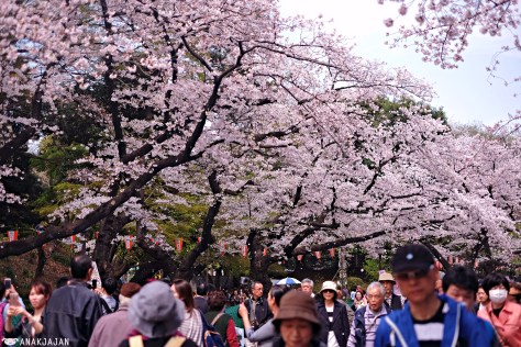 japan sakura
