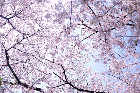 sakura forecast 2017