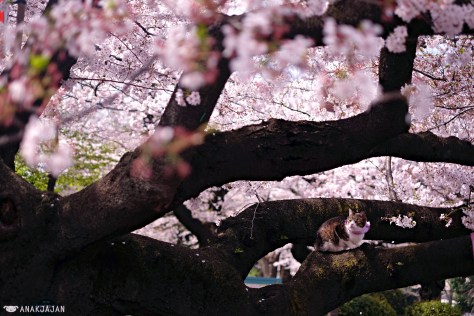 japan sakura