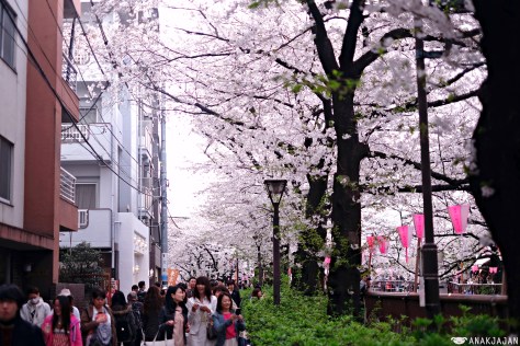 japan sakura