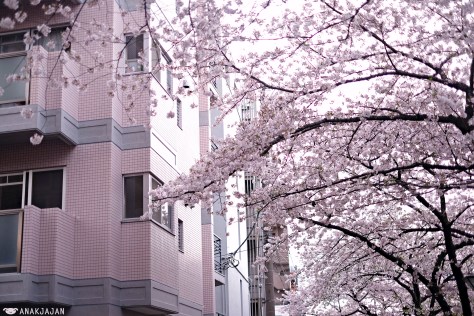 sakura forecast 2017