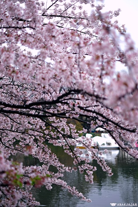 japan sakura