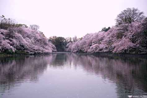 japan sakura