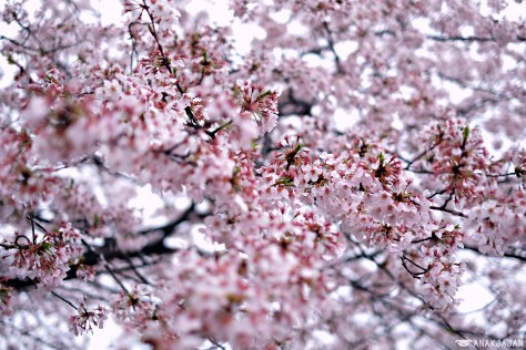 japan sakura