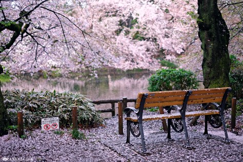 japan sakura