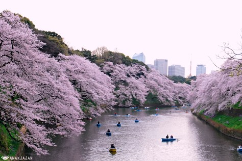 japan sakura