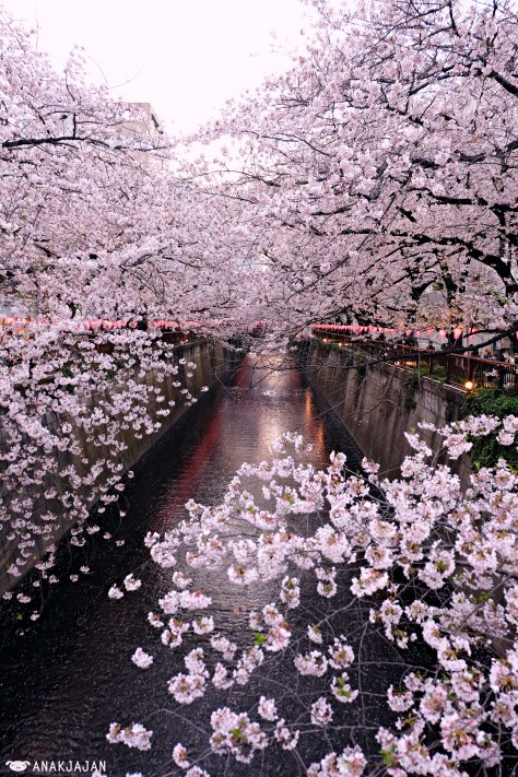 japan sakura