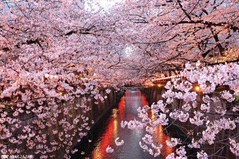 japan sakura