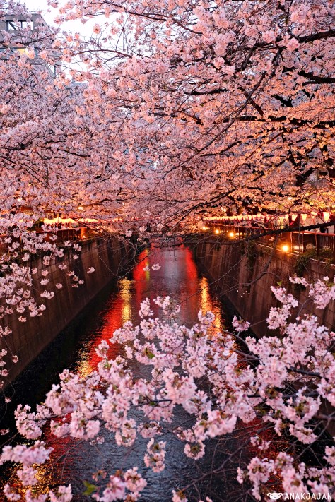 sakura forecast 2017