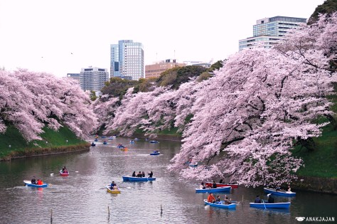 japan sakura