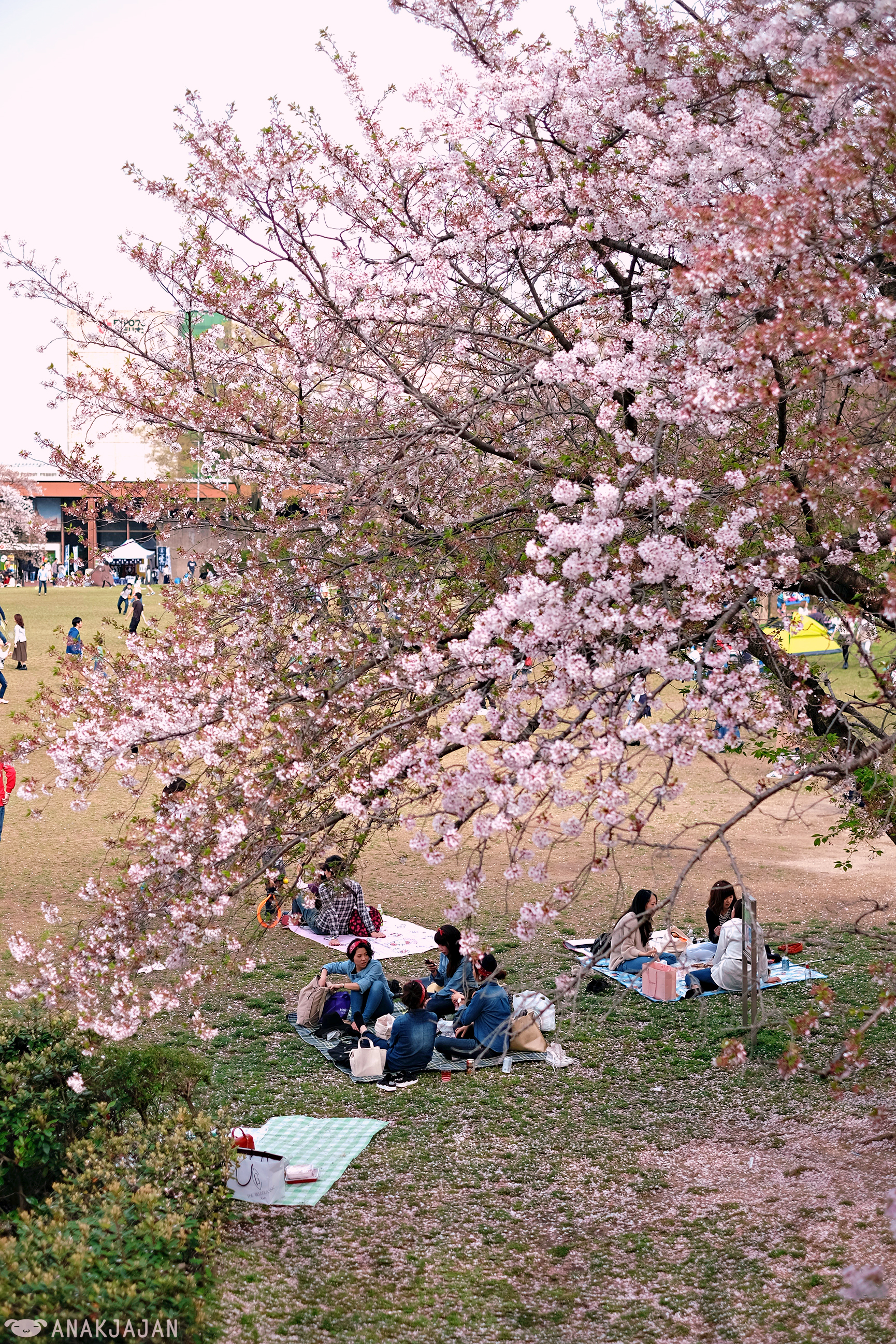 [JAPAN] OSAKA SPRING TRAVEL GUIDE for Best CHERRY BLOSSOM (Sakura ...
